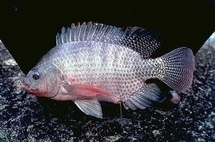 Ảnh: Oreochromis niloticus