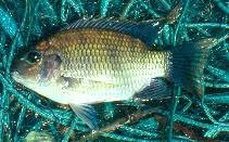 Ảnh: Sarotherodon occidentalis 