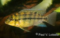 Ảnh: Tilapia brevimanus 