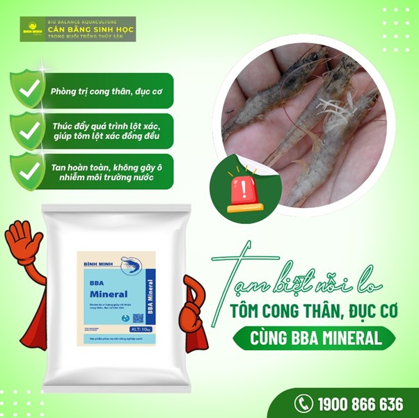 Khoáng BBA MINERAL phòng ngừa bệnh cong thân đục cơ