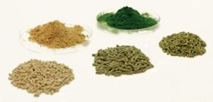 Thức ăn cho cá thử nghiệm chứa các tỷ lệ khác nhau của tảo Chlorella khô thay thế cho bột cá.