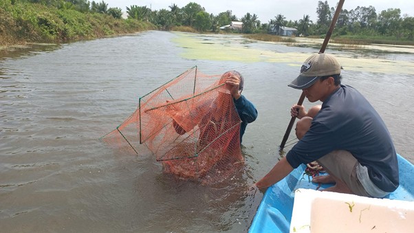 Thu hoạch tôm thẻ gia hóa Bình Minh