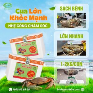 Ảnh: Cua Giống Sinh Học Bình Minh đóng thùng chắc chắn