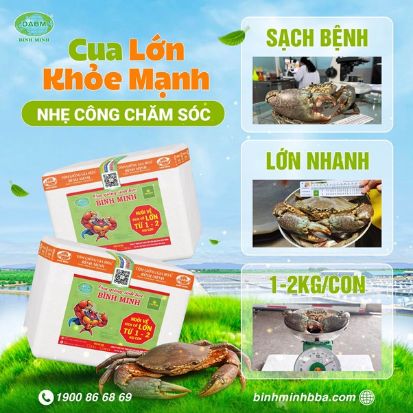 Ảnh: Cua Giống Sinh Học Bình Minh đóng thùng chắc chắn