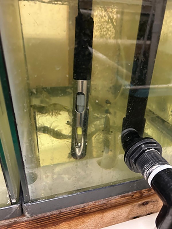 Fig. 5: Examples of juvenile Pacific white shrimp, the model organism used to assess the impacts of reduced dissolved oxygen on acoustic feeding behavior, monitored by a dissolved oxygen sensor.