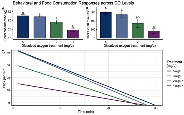 Fig. 6: Behavioral and food consumption responses across dissolved oxygen (DO) levels for shrimp. (A) Total feed consumption (grams) and (B) total number of clicks in 30 minutes, showing stable feeding activity and intake at optimal and moderate oxygen levels (5 to 3 mg per L) compared to a significant reduction under severe hypoxic conditions (1 mg per L). (C) Continuous temporal monitoring of clicks per min over the 30-minute period reveals distinct behavioral patterns: intense, high-rate initial feeding followed by a steady decline in well-aerated waters (dark blue/light blue lines), versus a suppressed, lower-level pace under more severe hypoxic conditions (green/purple lines).