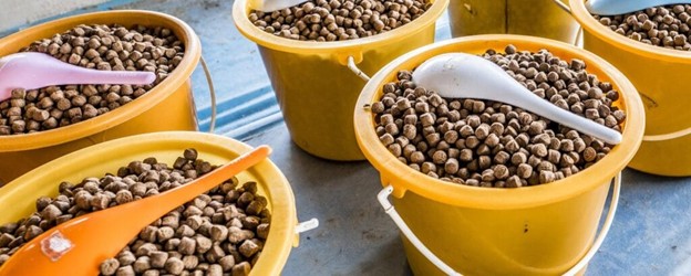 Tác Động Của Các Thành Phần Thức Ăn Mới Đến Sự Tăng Trưởng, Khả Năng Tiêu Hóa, Enzyme Và Biểu Hiện Gen Ở Tôm Thẻ Chân Trắng (Penaeus vannamei) Picture12 1