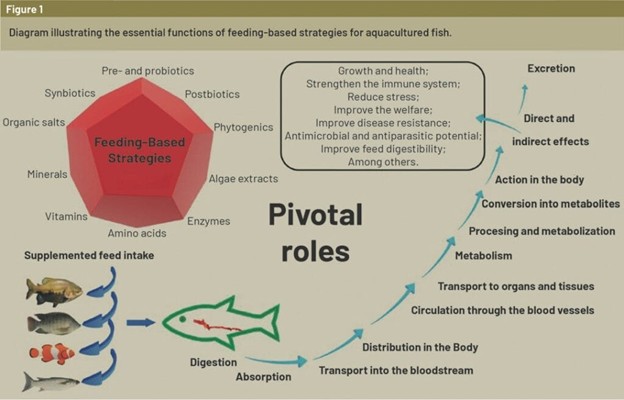 Pivotal Roles of Fish Nutrition and Feeding: Recent Advances and Future Outlook for Brazilian Fish Farming Picture16