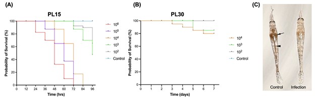 Hình 1. Độc lực của chủng Vibrio parahaemolyticus AG1 đối với tôm thẻ chân trắng (Penaeus vannamei) ở giai đoạn PL15 (n = 40/con nhóm) trong 96 giờ (A) và PL30 (n = 20/con nhóm) trong 7 ngày (B) sau khi gây nhiễm bằng phương pháp ngâm. Kết quả cho thấy trên tôm PL15, chủng AG1 gây chết tôm theo cơ chế phụ thuộc liều lượng. Tỷ lệ chết đạt 100% tại các nồng độ 10⁶ và 10⁵ CFU/mL chỉ sau 72 giờ gây nhiễm. Khi nồng độ vi khuẩn giảm xuống 10⁴ và 10³ CFU/mL, tỷ lệ sống của tôm tăng lên tương ứng. Ở nồng độ thấp nhất là 10² CFU/mL, tỷ lệ chết ghi nhận đạt 35%. Giá trị LC₅₀ sau 96 giờ được xác định là 8,51 × 10² CFU/mL. Ngược lại, tôm ở giai đoạn PL30 thể hiện mức độ mẫn cảm thấp hơn đáng kể đối với chủng vi khuẩn này. Tỷ lệ chết cao nhất chỉ đạt 20% ở nồng độ 10⁴ CFU/mL và 15% ở nồng độ 10³ CFU/mL trong suốt thời gian theo dõi. Hình (C) minh họa sự khác biệt về hình thái giữa ấu trùng khỏe mạnh và ấu trùng nhiễm bệnh. Ở cá thể khỏe mạnh, tuyến gan tụy có màu sẫm đặc trưng (mũi tên chỉ thị) và ruột chứa thức ăn có thể quan sát rõ (đầu mũi tên). Trong khi đó, các cá thể nhiễm bệnh có tuyến gan tụy nhạt màu hoặc mất sắc tố hoàn toàn, đường tiêu hóa trống rỗng, khiến cơ thể trở nên trong suốt hoặc bán trong suốt.