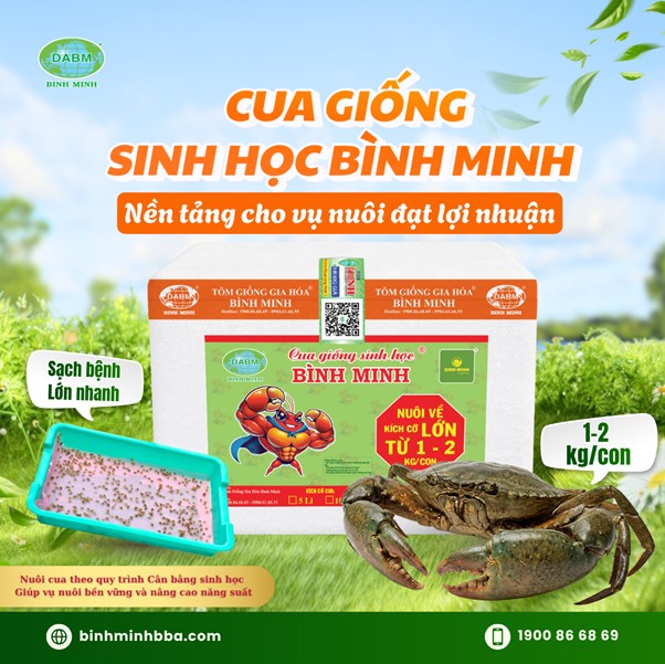 Ảnh: Cua giống sinh học sạch bệnh, lớn nhanh, sức đề kháng cao