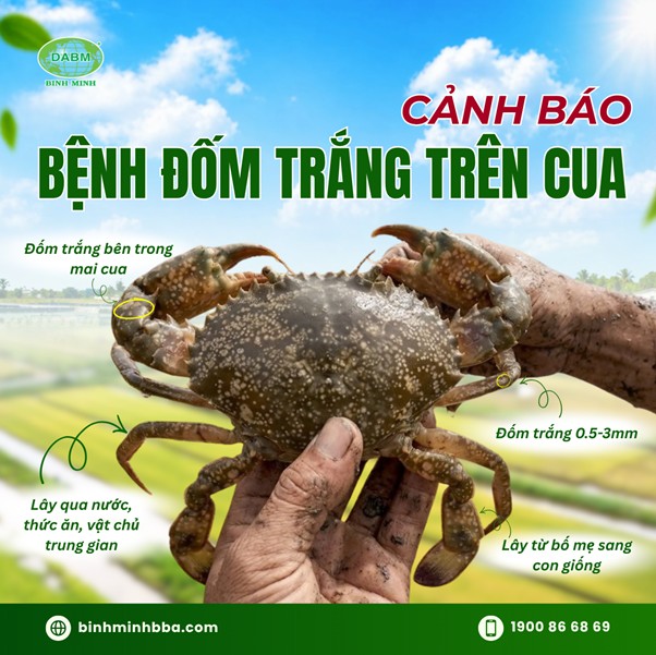 Cảnh báo bệnh đốm trắng trên cua 