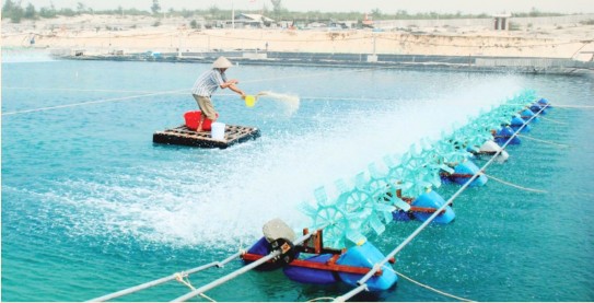 Sử dụng chế phẩm vi sinh để phân hủy mùn bã hữu cơ và xác tảo tàn 