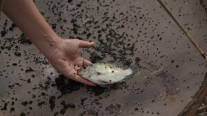 Cá rô phi khỏe mạnh