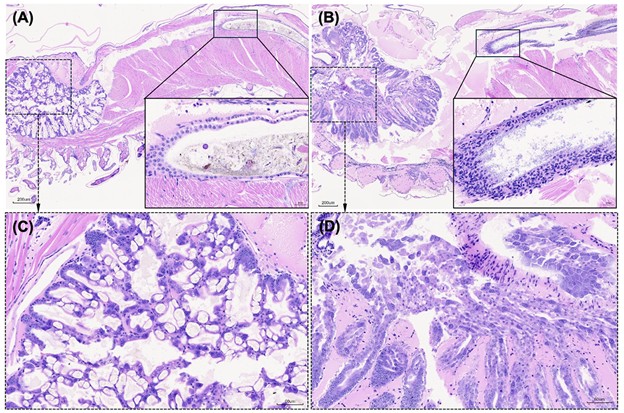 Fig. 2: Histopathology of shrimp from the bioassay-generated TPD infection. Uninfected shrimp showed normal hepatopancreatic structure, with intact tubules, abundant lipid deposits (A, C) and a well-defined intestine containing digested food (boxed area in A). Infected shrimp, however, displayed hepatopancreatic degeneration, including tubular necrosis and epithelial sloughing (B, D), as well as hemocytic enteritis with marked inflammation and thickened hemocyte layers (boxed area in B), consistent with TPD pathology.
