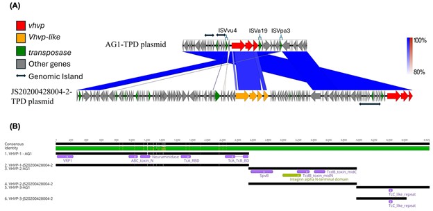 Hình 3: Phân tích so sánh plasmid liên quan đến TPD trong các chủng VTPD AG1 và JS20200428004-2. (A) So sánh tuyến tính cấu trúc plasmid giữa hai chủng. (B) So sánh trình tự protein VHVP từ AG1 và JS20200428004-2. Màu xanh lá cây biểu thị các axit amin giống hệt nhau, trong khi màu vàng biểu thị các axit amin không khớp.