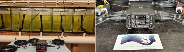 Fig. 3: Experimental setup for acoustic monitoring. A multi-channel audio recorder (in detail on the right) is connected to individual hydrophones submerged in a series of glass tanks containing juvenile Pacific white shrimp. This configuration enables the continuous, real-time capture of acoustic feeding clicks under controlled laboratory conditions.