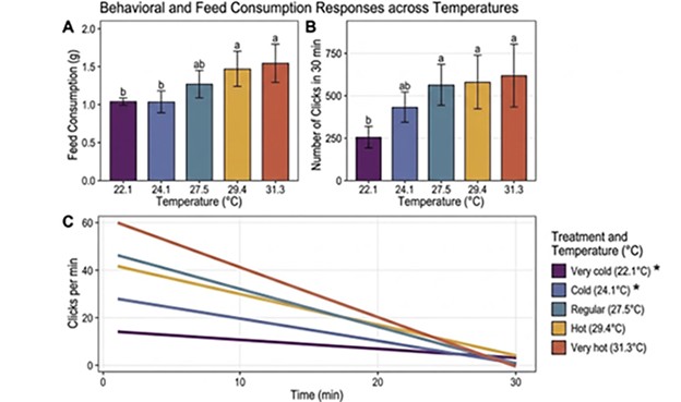 Fig. 4: Behavioral and feed consumption responses across temperatures for shrimp. (A) Total feed consumption (g) and (B) total number of clicks in 30 min, showing statistically higher feeding activity and intake at warmer temperatures (27.5 to 31.3 degrees-C) compared to cold conditions (22.1 degrees-C). (C) Continuous temporal monitoring of clicks per minute over the 30-min period reveals distinct behavioral patterns: intense, high-rate feeding followed by a sharp decline in warmer waters (red/orange lines), versus a suppressed, low-level pace in colder waters (purple/blue lines).