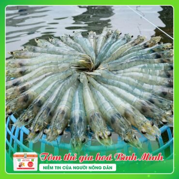 TOM THE GIA HOA BINH MINH 2