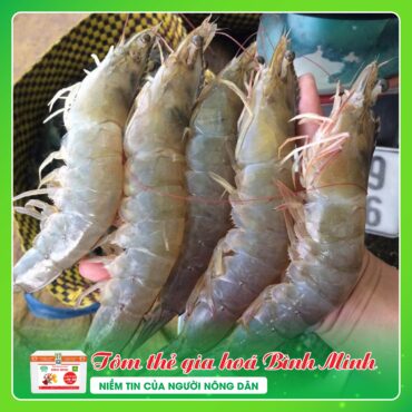 TOM THE GIA HOA BINH MINH 3