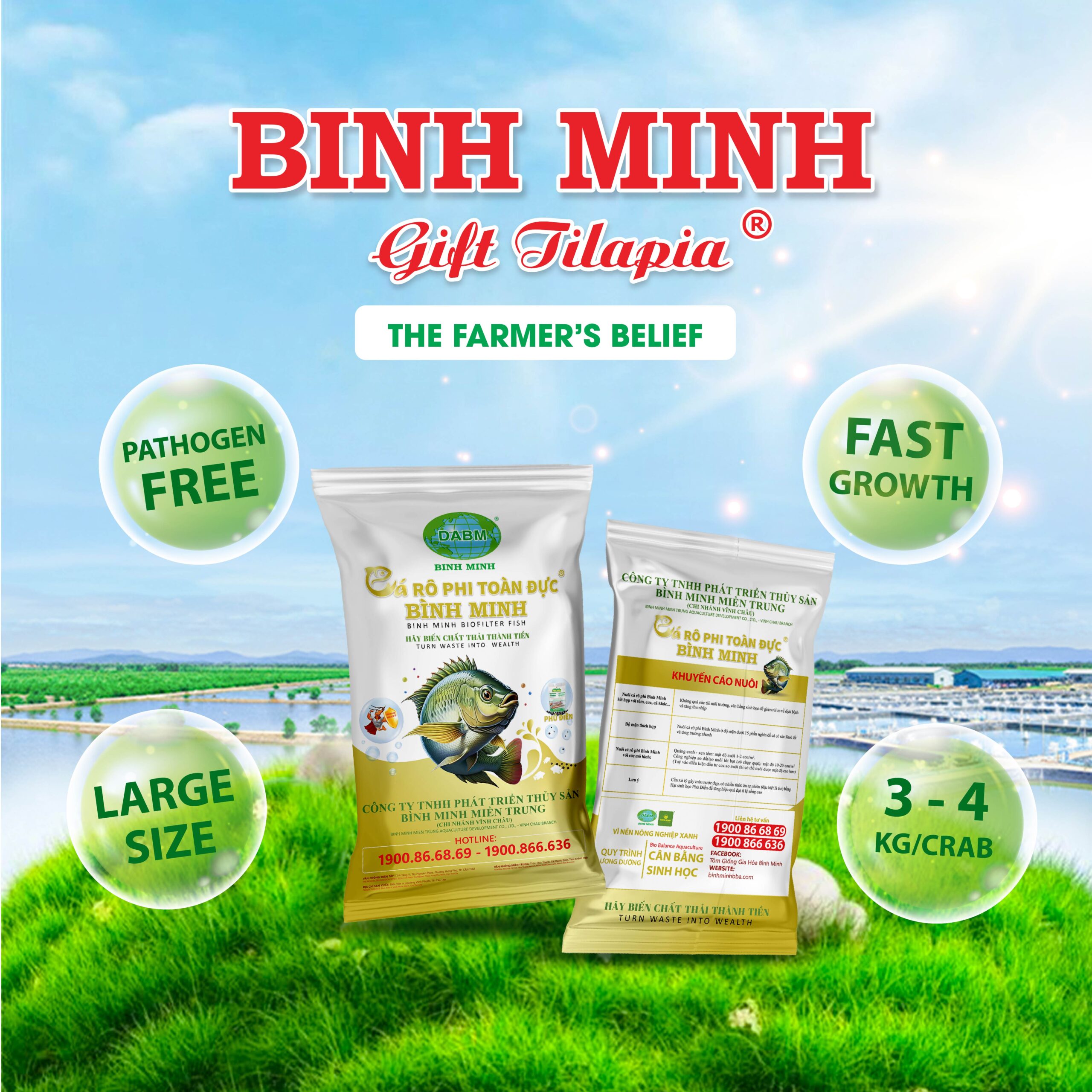The Binh Minh GIFT Tilapia scaled