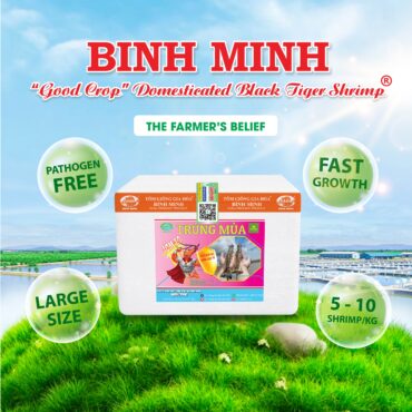 Tôm Sú Trúng Mùa Bình Minh