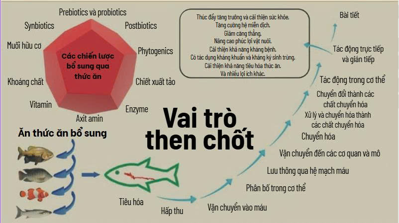 Vai Trò Then Chốt Của Dinh Dưỡng Và Thức Ăn Cho Cá: Những Tiến Bộ Gần Đây Và Triển Vọng Tương Lai Cho Ngành Nuôi Trồng Thủy Sản Brazil Hình 1. Sơ đồ minh họa các chức năng thiết yếu của các chiến lược bổ sung qua thức ăn đối với cá nuôi thủy sản.