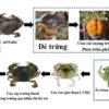 Hình 1. Vòng đời của loài Scylla lai.