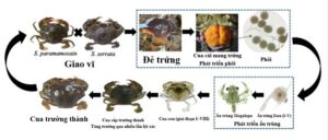 Hình 1. Vòng đời của loài Scylla lai.