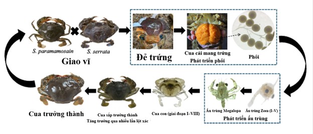Hình 1. Vòng đời của loài Scylla lai.