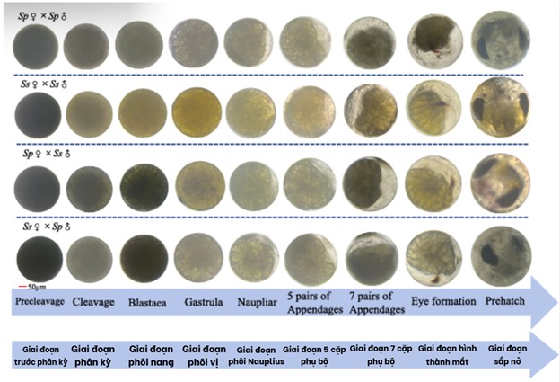 Hình 2. Sự phát triển phôi của Scylla spp.