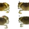 Hình 4. Hình thái cua con ở giai đoạn VII. A. Con lai (Ss ♀ × Sp ♂) B. Con lai (Sp ♀ × Ss ♂) C. Sp ♀ × Sp ♂ D. Ss ♀ × Ss ♂