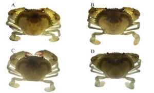 Hình 4. Hình thái cua con ở giai đoạn VII. A. Con lai (Ss ♀ × Sp ♂) B. Con lai (Sp ♀ × Ss ♂) C. Sp ♀ × Sp ♂ D. Ss ♀ × Ss ♂