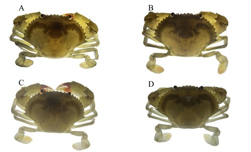 Hình 4. Hình thái cua con ở giai đoạn VII. A. Con lai (Ss ♀ × Sp ♂) B. Con lai (Sp ♀ × Ss ♂) C. Sp ♀ × Sp ♂ D. Ss ♀ × Ss ♂