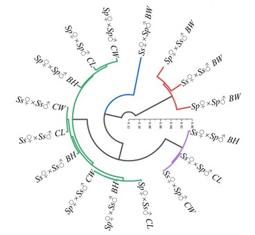 Hình 6. Sơ đồ phân nhóm (dendrogram) của bốn loài thuộc chi Scylla dựa trên các đặc điểm hình thái.