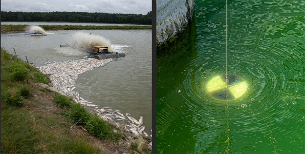 Hình 3: Tỷ lệ cá da trơn chết do nhiễm độc amoniac ở Tây Alabama (Mỹ). Hiện tượng tảo nở hoa dày đặc làm tăng độ pH của nước, làm tăng tỷ lệ amoniac độc hại (NH3) trong nước.