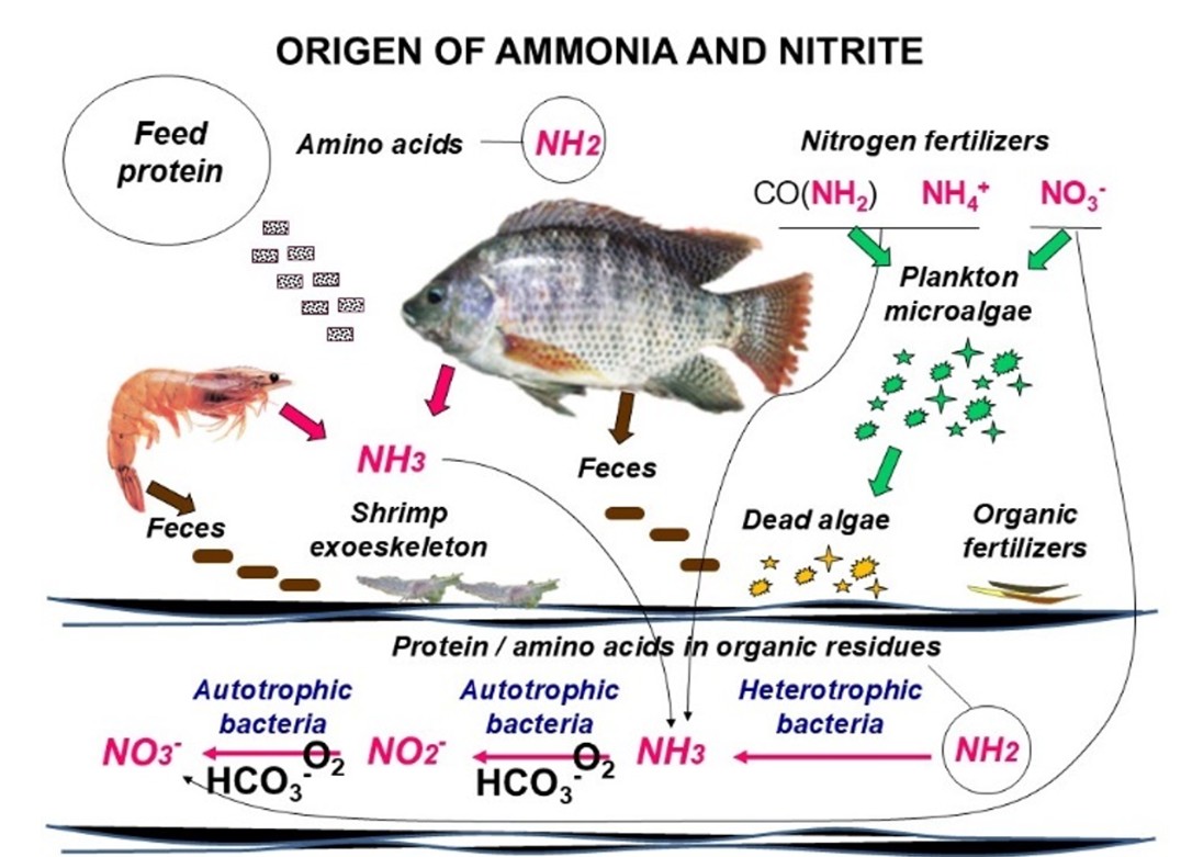Fig. 1: Main sources of ammonia, nitrite and nitrate in intensive farming of fish and shrimp.
