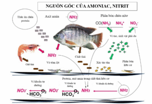 Hình 1: Các nguồn chính gây ra amoniac, nitrit và nitrat trong nuôi trồng thủy sản và tôm thâm canh.