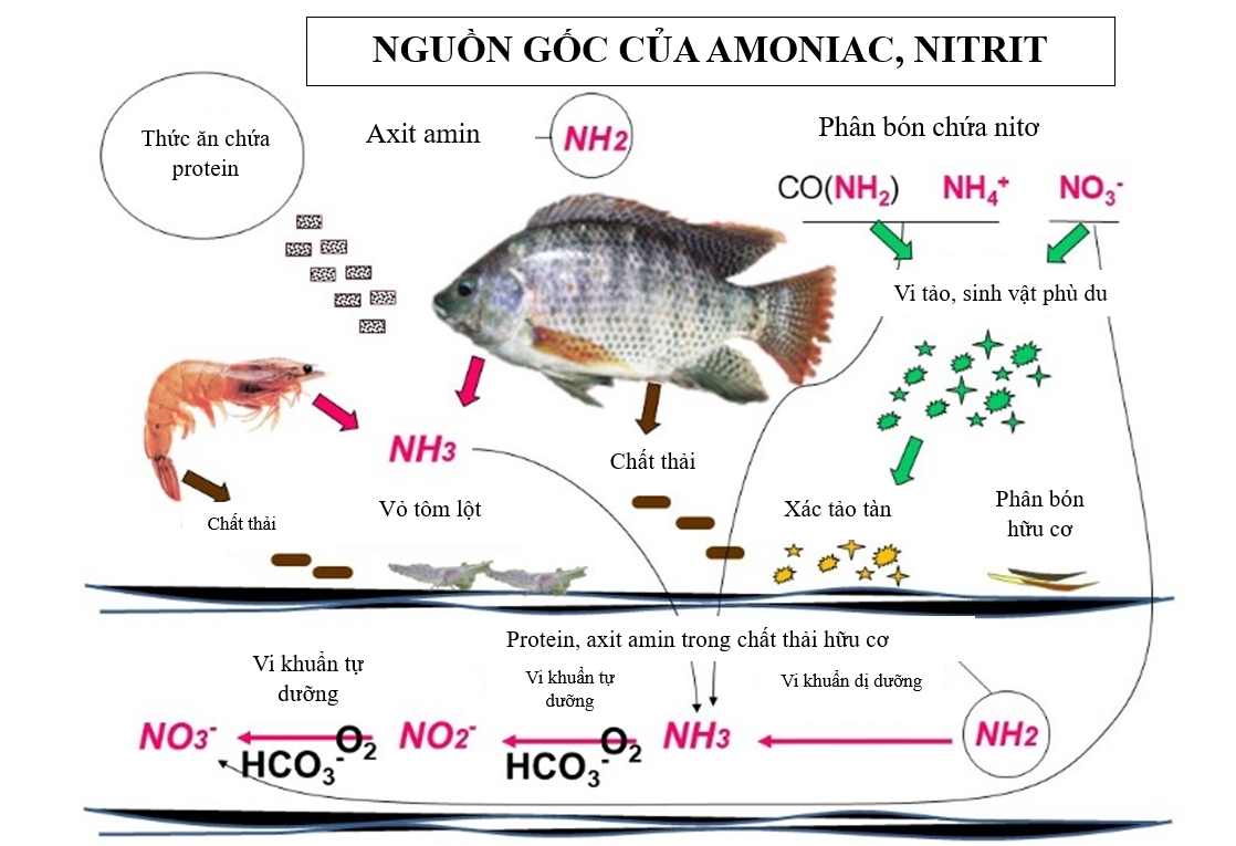 Hình 1: Các nguồn chính gây ra amoniac, nitrit và nitrat trong nuôi trồng thủy sản và tôm thâm canh.