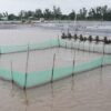 Ao nuôi cân bằng sinh học