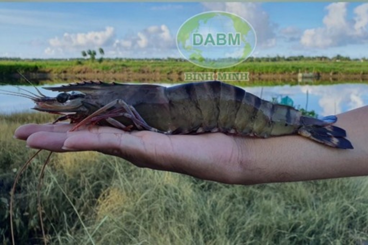 Nuôi Tôm Bền Vững: Giải Pháp Cân Bằng Sinh Học Từ Bình Minh Tại sao nuôi tôm cân bằng sinh học là xu hướng tất yếu?