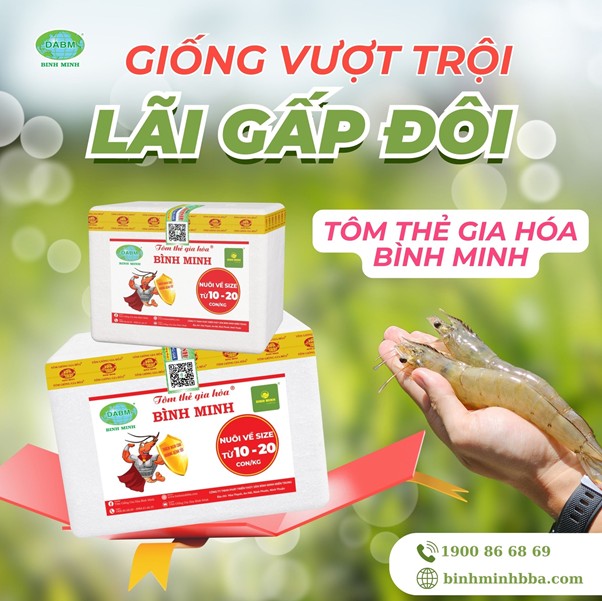 Tôm thẻ gia hóa Bình Minh