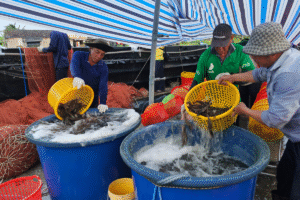 Làm lạnh tôm qua đá