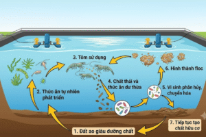 Chuỗi quy trình tuần hoàn thức ăn trong ao cân bằng sinh học