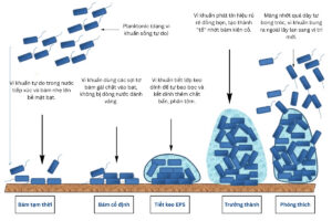 Các giai đoạn hình thành nhớt bạt (biofilm)