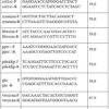 Các mồi được thiết kế dựa trên trình tự gen từ dữ liệu transcriptome và được tổng hợp bởi Công ty Sinh học Thượng Hải Jinweizhi (Thượng Hải, Trung Quốc).