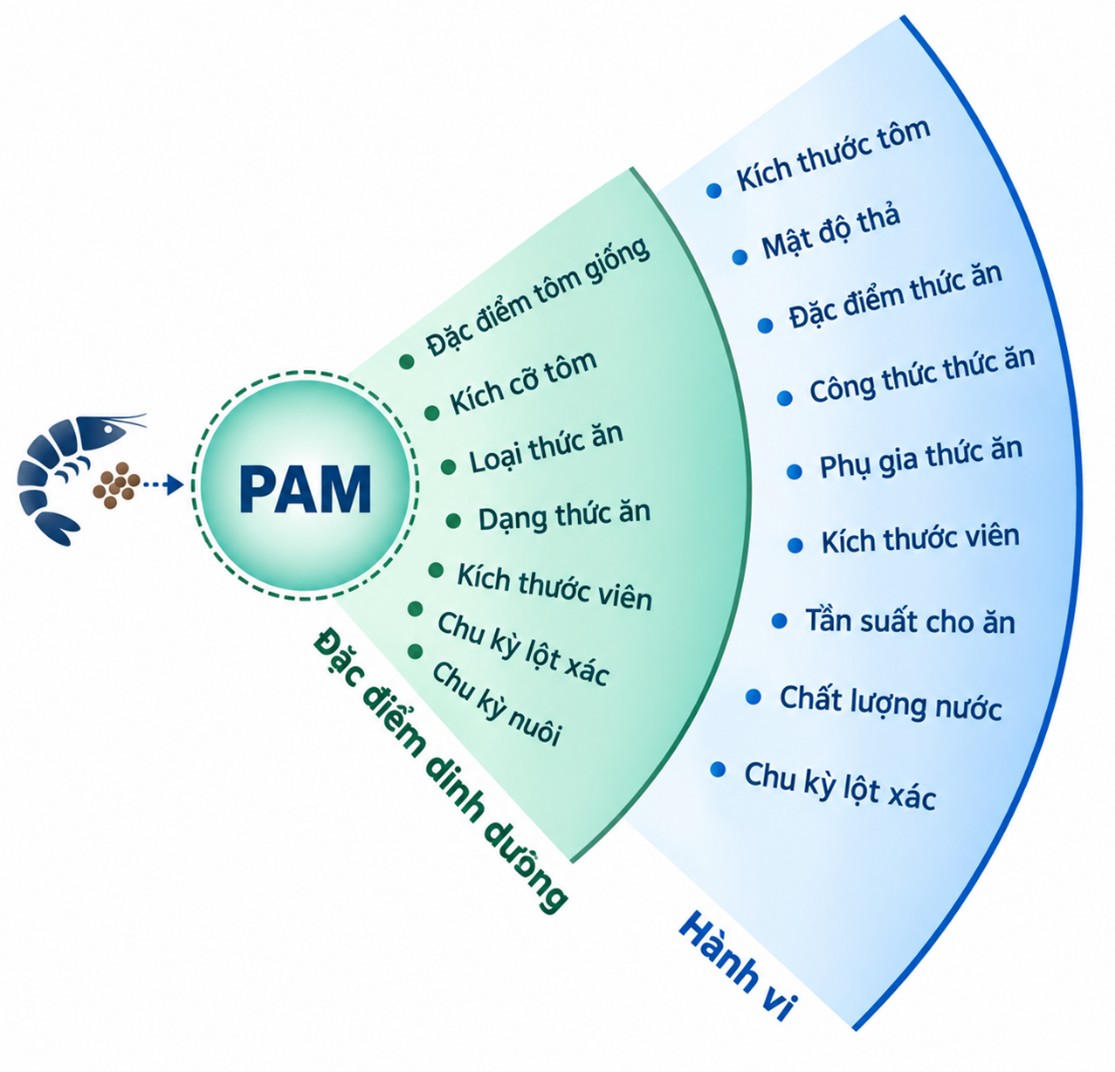 Sinh Học Âm Thanh Tôm: Những Hiểu Biết Mới Về Hành Vi Ăn Uống Và Nuôi Trồng Thủy Sản Chính Xác Trong khi các hệ thống cho ăn dựa trên âm thanh tiếp tục cho thấy hiệu quả tích cực tại các trang trại nuôi tôm, các nghiên cứu trong phòng thí nghiệm về công nghệ PAM cũng đồng thời được đẩy mạnh