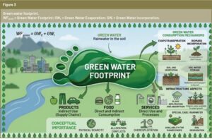 Hình 3. Dấu chân nước xanh lá. WF green = Dấu chân nước xanh lá; GWE = Sự bay hơi nước xanh lá; GW₁ = Sự hấp thụ nước xanh lá