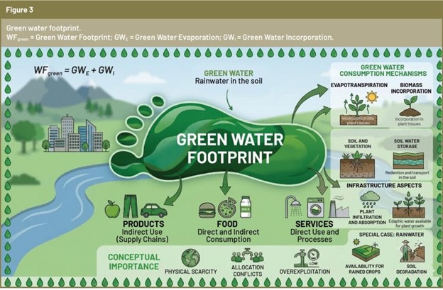 Hình 3. Dấu chân nước xanh lá. WF green = Dấu chân nước xanh lá; GWE = Sự bay hơi nước xanh lá; GW₁ = Sự hấp thụ nước xanh lá