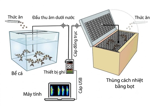 Sinh Học Âm Thanh Tôm: Những Hiểu Biết Mới Về Hành Vi Ăn Uống Và Nuôi Trồng Thủy Sản Chính Xác Thiết kế thí nghiệm được điều chỉnh phù hợp với mục tiêu của từng nghiên cứu.