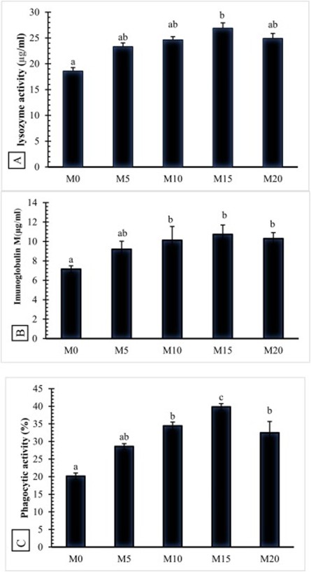 Hình 4. (A) Hoạt tính lysozyme, (B) Immunoglobulin M, và (C) Hoạt tính thực bào, ở cá rô phi sau thử nghiệm cho ăn 56 ngày. Các cột có chữ cái khác nhau cho thấy sự khác biệt có ý nghĩa thống kê (P < 0,05).